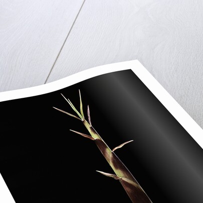 Shibataea kumasaca (ruscus-leaved bamboo) - shoot by Anonymous