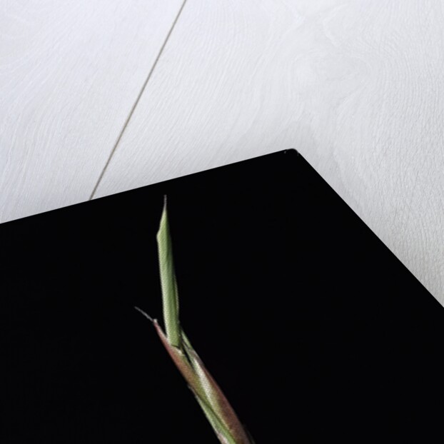 Shibataea kumasaca (ruscus-leaved bamboo) - shoot by Anonymous