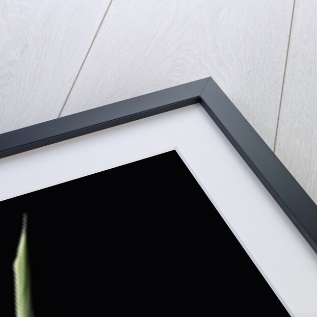 Shibataea kumasaca (ruscus-leaved bamboo) - shoot by Anonymous