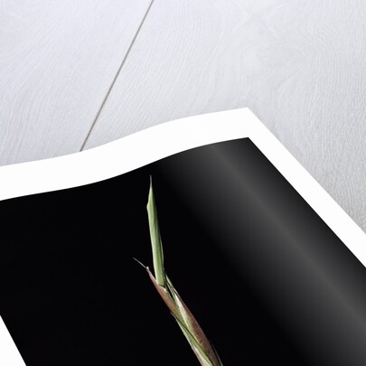 Shibataea kumasaca (ruscus-leaved bamboo) - shoot by Anonymous