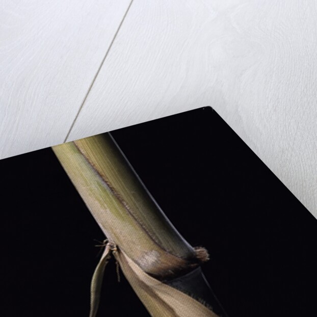 Sinobambusa tootsik (Chinese temple bamboo) - young culm by Anonymous