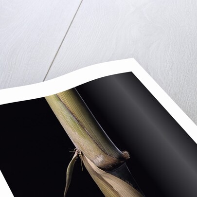 Sinobambusa tootsik (Chinese temple bamboo) - young culm by Anonymous