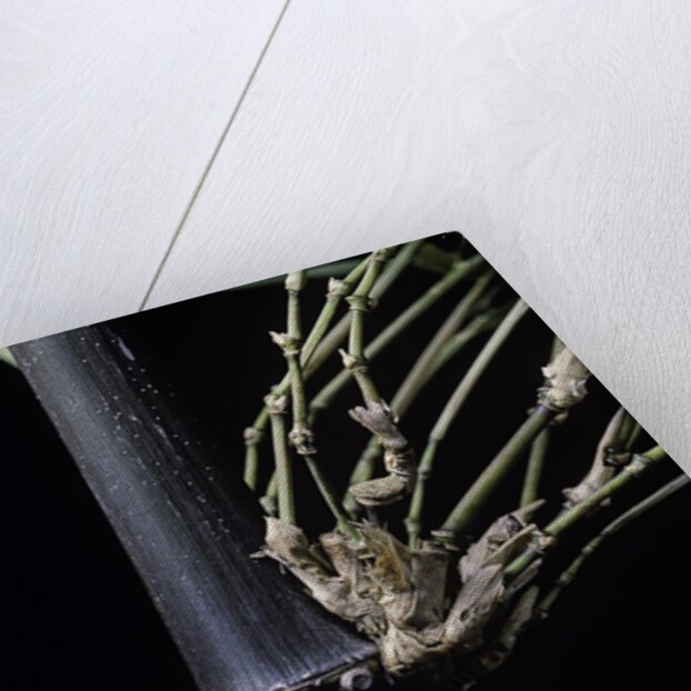 Bambusa tuldoides (punting pole bamboo) by Anonymous