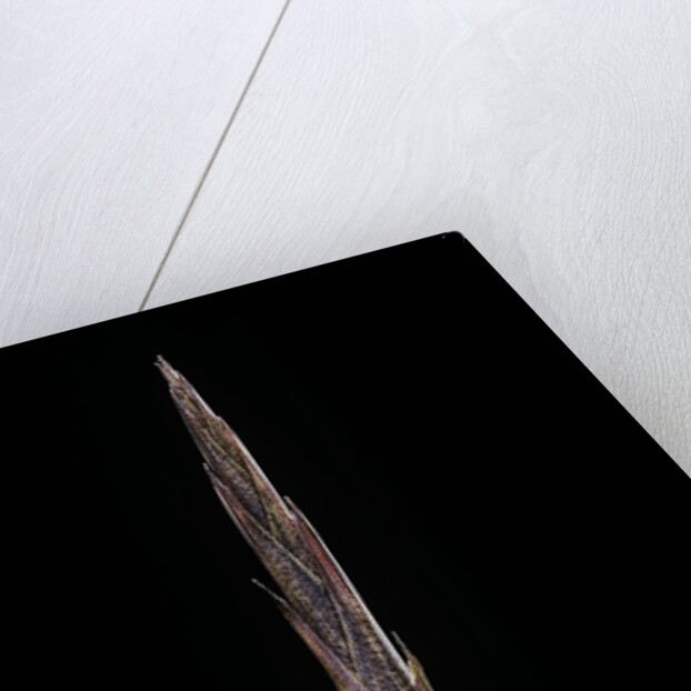 Bambusa tuldoides (punting pole bamboo) - shoot by Anonymous