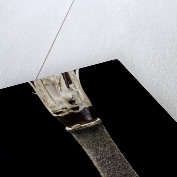 Yushania maling (Maling bamboo) by Anonymous