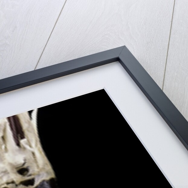 Yushania maling (Maling bamboo) by Anonymous