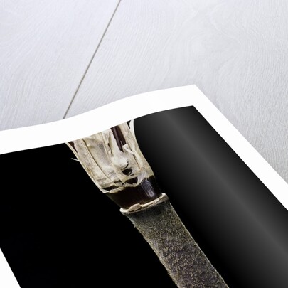 Yushania maling (Maling bamboo) by Anonymous