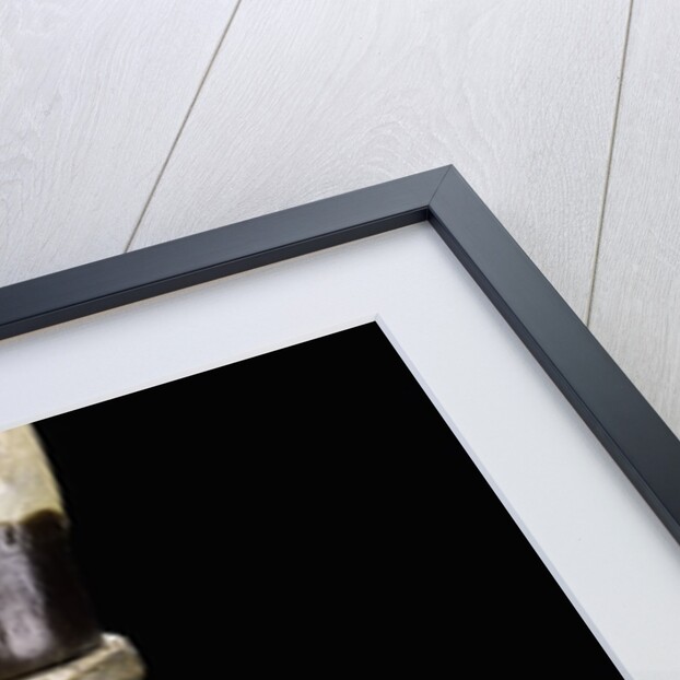 Yushania maling (Maling bamboo) by Anonymous