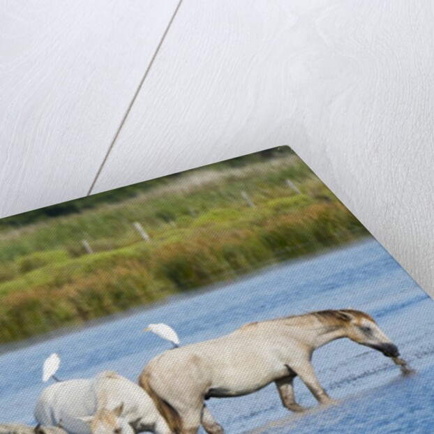 Camargue wild horses by Anonymous
