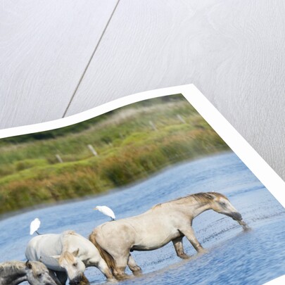 Camargue wild horses by Anonymous