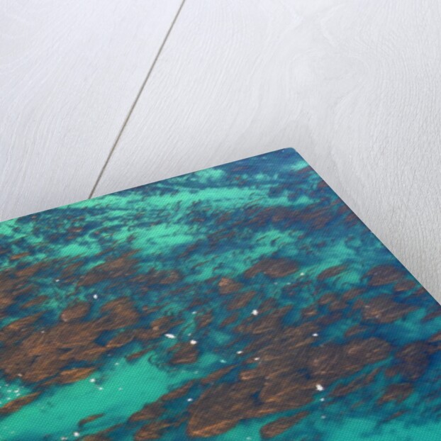 Aerial view of Seaweed and birds in the Pacific Ocean in Santa Barbara, California by Anonymous