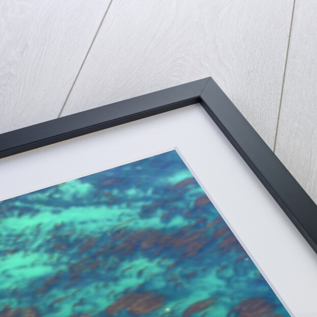 Aerial view of Seaweed and birds in the Pacific Ocean in Santa Barbara, California by Anonymous