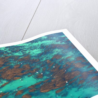 Aerial view of Seaweed and birds in the Pacific Ocean in Santa Barbara, California by Anonymous