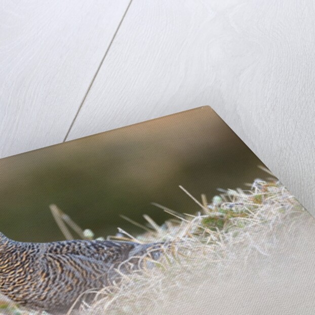 The female of Black Grouse overlooking the lek, Alpi Carniche, Friuli-Venezia Giulia, Carnia, It by Anonymous