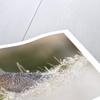 The female of Black Grouse overlooking the lek, Alpi Carniche, Friuli-Venezia Giulia, Carnia, It by Anonymous