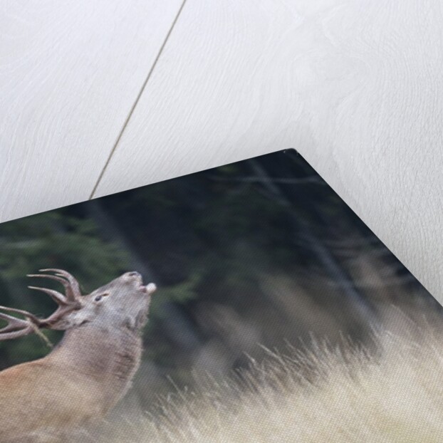 Rutting deer, Alpi Carniche, Friuli-Venezia Giulia, Carnia, Italy, Italia by Anonymous