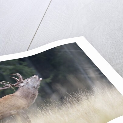 Rutting deer, Alpi Carniche, Friuli-Venezia Giulia, Carnia, Italy, Italia by Anonymous