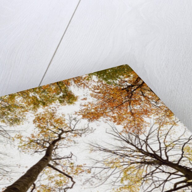 Wood takes on the warm colors of autumn, Prealpi Carniche , friuli Friuli-Venezia Giulia, Carnia by Anonymous