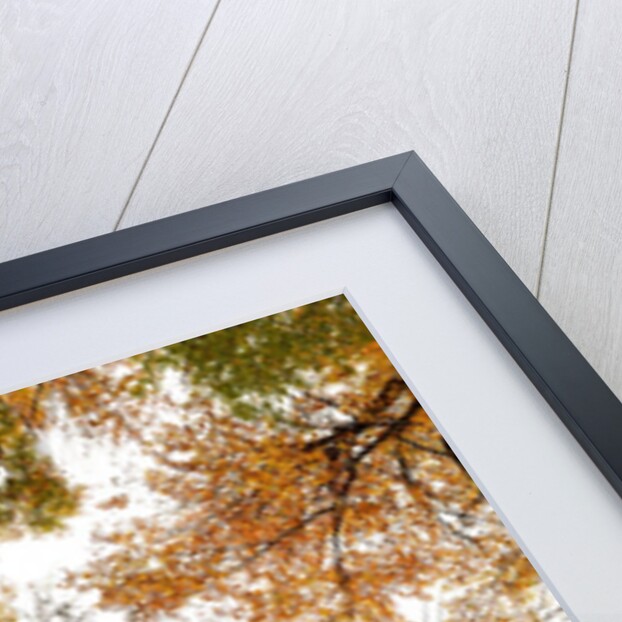 Wood takes on the warm colors of autumn, Prealpi Carniche , friuli Friuli-Venezia Giulia, Carnia by Anonymous