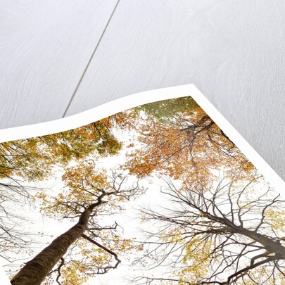 Wood takes on the warm colors of autumn, Prealpi Carniche , friuli Friuli-Venezia Giulia, Carnia by Anonymous