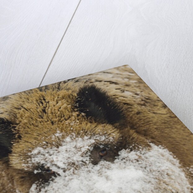Wild boar (Sus scrofa) portrait in the snow, Bayerischer Wald National Park, Germania, Germany by Anonymous