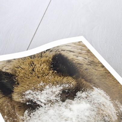 Wild boar (Sus scrofa) portrait in the snow, Bayerischer Wald National Park, Germania, Germany by Anonymous