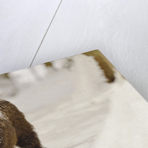 Wild boar (Sus scrofa) in the snow, Bayerischer Wald National Park, Germania, Germany by Anonymous