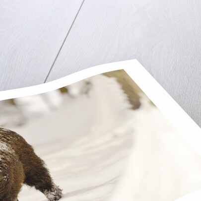 Wild boar (Sus scrofa) in the snow, Bayerischer Wald National Park, Germania, Germany by Anonymous