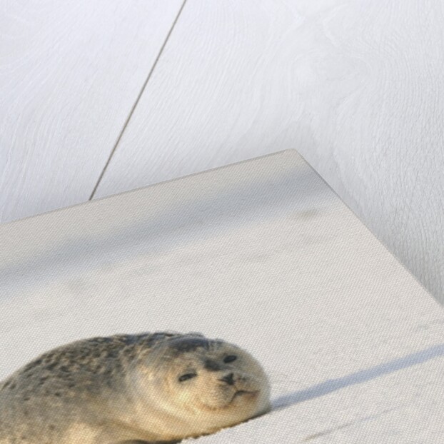 Gray seals flock to the beach of Donna Nook,Donna Nook Nature Reserve, Lincolnshire, United Kingdom by Anonymous