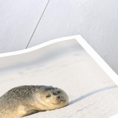 Gray seals flock to the beach of Donna Nook,Donna Nook Nature Reserve, Lincolnshire, United Kingdom by Anonymous