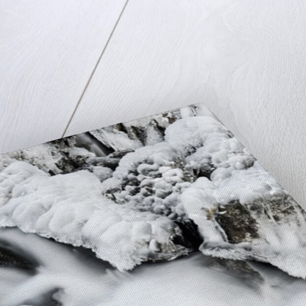 Mountain stream flowing beneath a blanket of ice, Alpi Carniche , Friuli-Venezia Giulia, Carnia by Anonymous