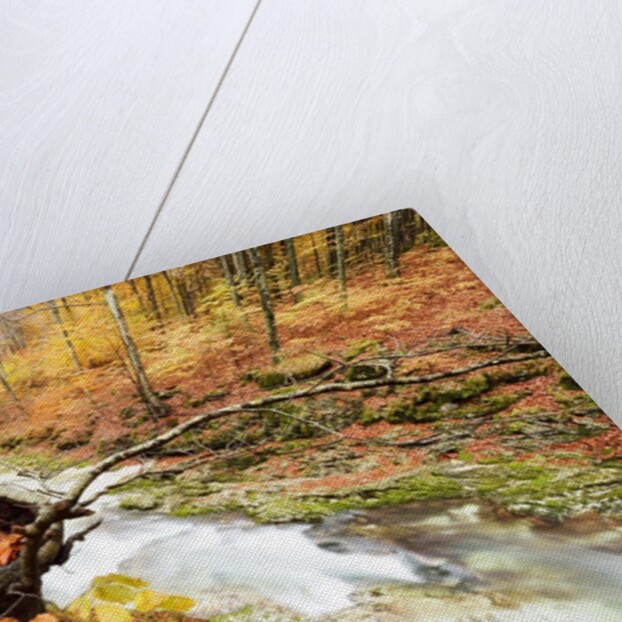 The wood takes on the warm colors of autumn, Prealpi Carniche , friuli Friuli-Venezia Giulia, Carnia by Anonymous