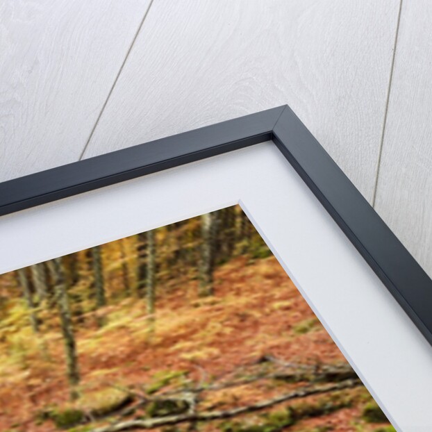 The wood takes on the warm colors of autumn, Prealpi Carniche , friuli Friuli-Venezia Giulia, Carnia by Anonymous