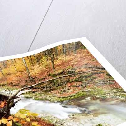 The wood takes on the warm colors of autumn, Prealpi Carniche , friuli Friuli-Venezia Giulia, Carnia by Anonymous