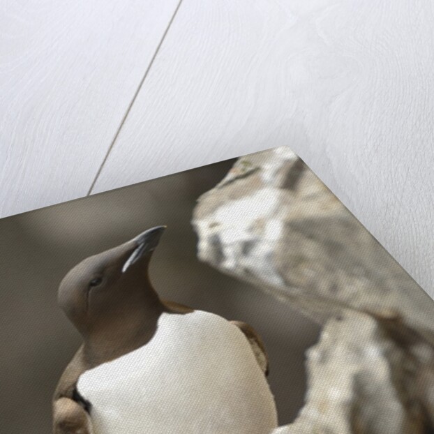 the elegance guillemot crowd the cliffs of Latrabjarg, Latrabjarg , Iceland, Islanda by Anonymous