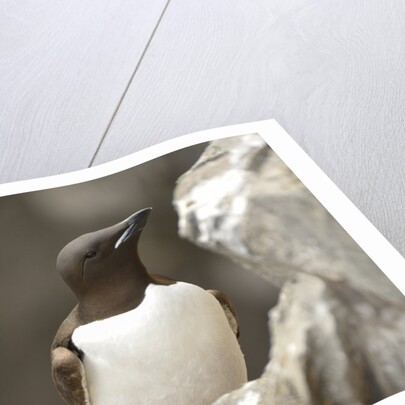 the elegance guillemot crowd the cliffs of Latrabjarg, Latrabjarg , Iceland, Islanda by Anonymous