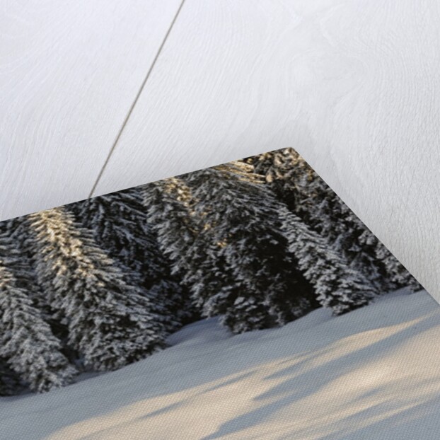 The forest rests under the blanchet of snow, Alpi Carniche , Friuli-Venezia Giulia, Carnia , E by Anonymous