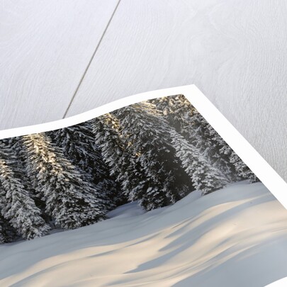 The forest rests under the blanchet of snow, Alpi Carniche , Friuli-Venezia Giulia, Carnia , E by Anonymous