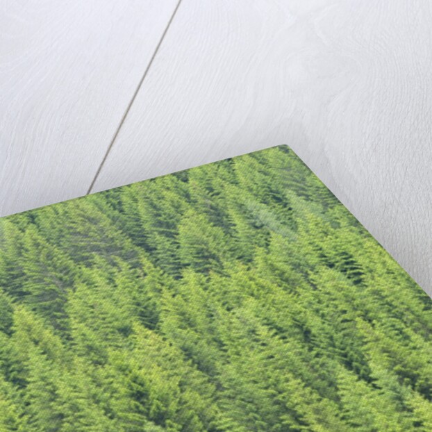 The arrival of spring shine the green shoots of fir trees, Alpi Carniche , Friuli-Venezia Giulia by Anonymous