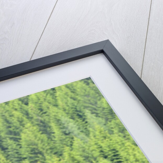 The arrival of spring shine the green shoots of fir trees, Alpi Carniche , Friuli-Venezia Giulia by Anonymous