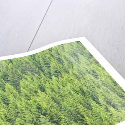 The arrival of spring shine the green shoots of fir trees, Alpi Carniche , Friuli-Venezia Giulia by Anonymous