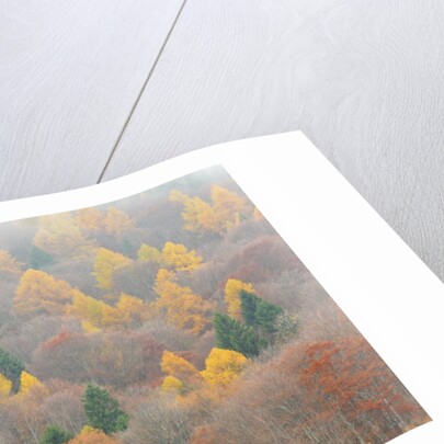 The mixed forest in autumn wears his best dress, Alpi Carniche , Friuli-Venezia Giulia, Carnia by Anonymous