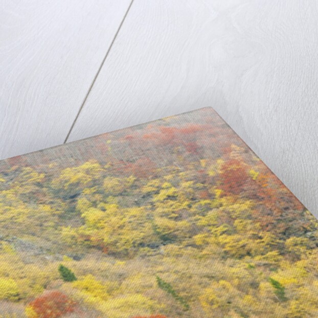 The mixed forest in autumn wears his best dress, Alpi Carniche , Friuli-Venezia Giulia, Carnia by Anonymous