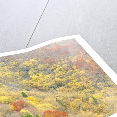 The mixed forest in autumn wears his best dress, Alpi Carniche , Friuli-Venezia Giulia, Carnia by Anonymous