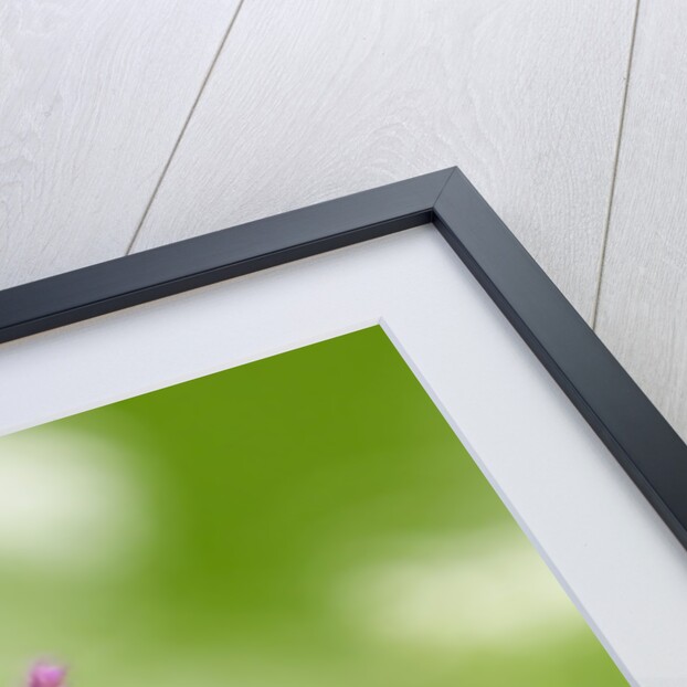 The delicate orchid, Val d'Arzino , Friuli-Venezia Giulia, Carnia , Europe, Italy, Europa Itali by Anonymous