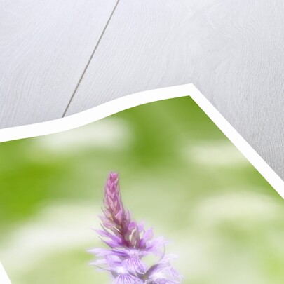 The delicate orchid, Val d'Arzino , Friuli-Venezia Giulia, Carnia , Europe, Italy, Europa Itali by Anonymous