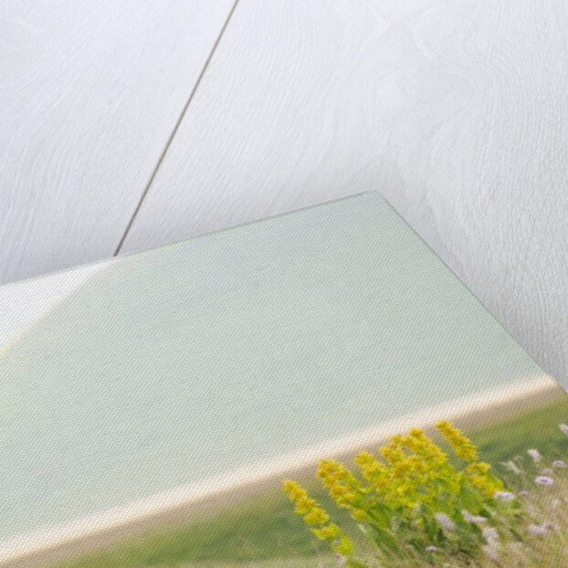 The spontaneous flowering makes plans Castellucio Norcia a show not to be missed, Parco Nazionale Mo by Anonymous