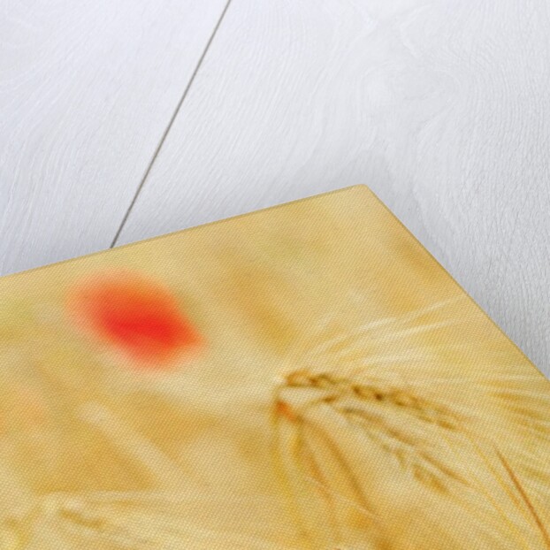 The spontaneous flowering makes plans Castellucio Norcia a show not to be missed, Parco Nazionale Mo by Anonymous