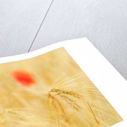 The spontaneous flowering makes plans Castellucio Norcia a show not to be missed, Parco Nazionale Mo by Anonymous
