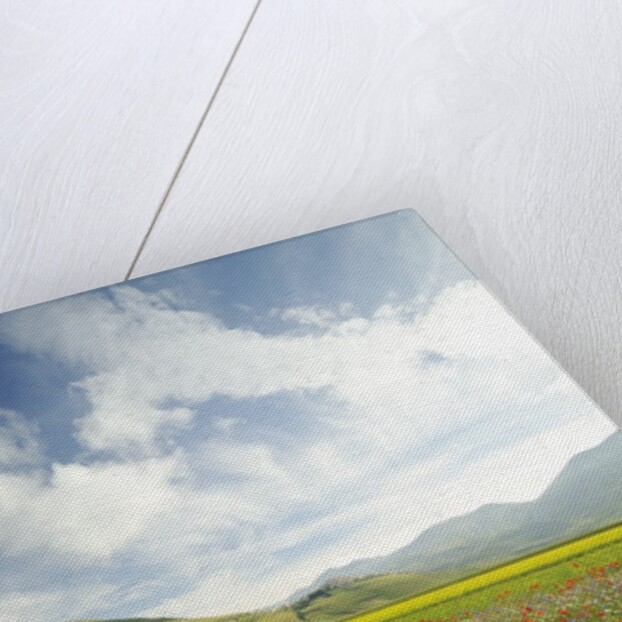The spontaneous flowering makes plans Castellucio Norcia a show not to be missed, Parco Nazionale Mo by Anonymous